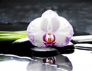 Une orchidée pour votre Feng Shui Maison